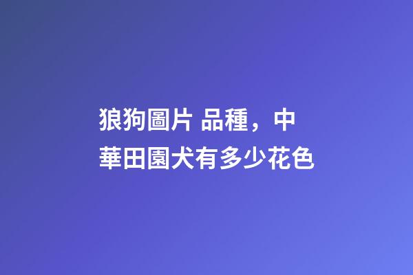 狼狗圖片 品種，中華田園犬有多少花色-第1張-觀點-玄機派